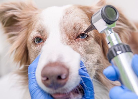 Perro en examen ocular