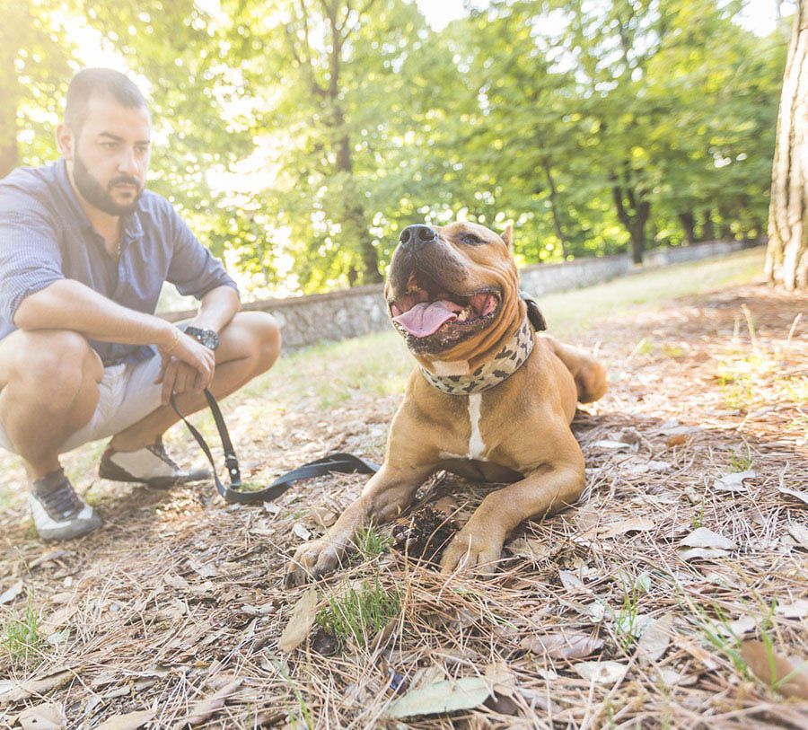 Un hombre está arrodillado junto a un perro con correa.