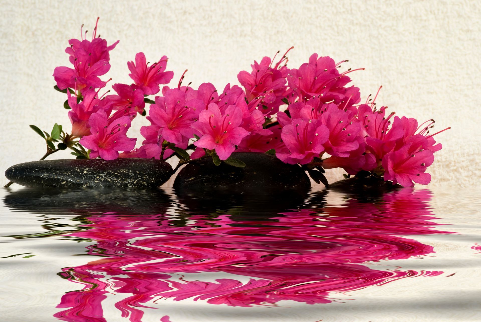 Des azalées en fleurs et des pierres se reflètent dans l'eau.