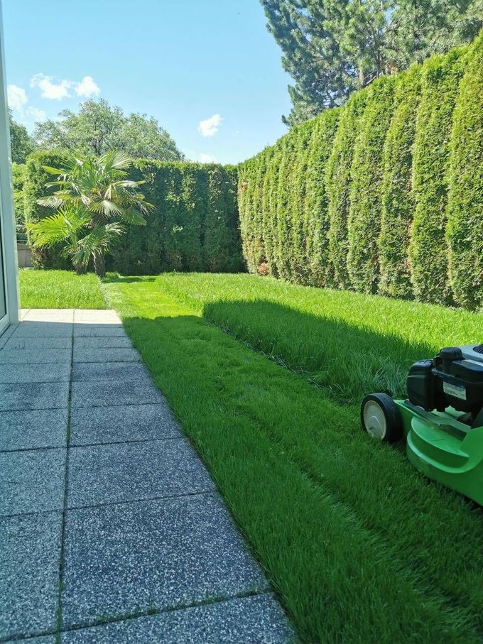 Pelouse arrière avec tondeuse à gazon à côté de hautes haies et d'une terrasse pavée baignée de soleil