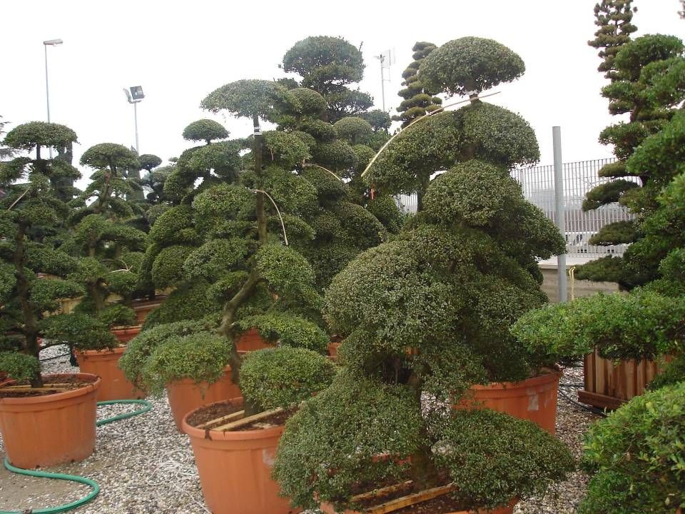 Des topiaires en pot, au feuillage arrondi et étagé, sont exposées à l'extérieur dans une pépinière.