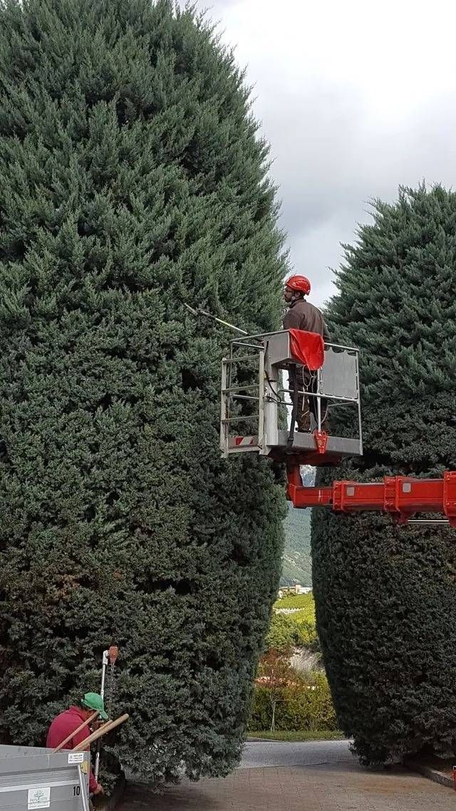 Un ouvrier, dans une nacelle rouge, élague un grand conifère en plein air.