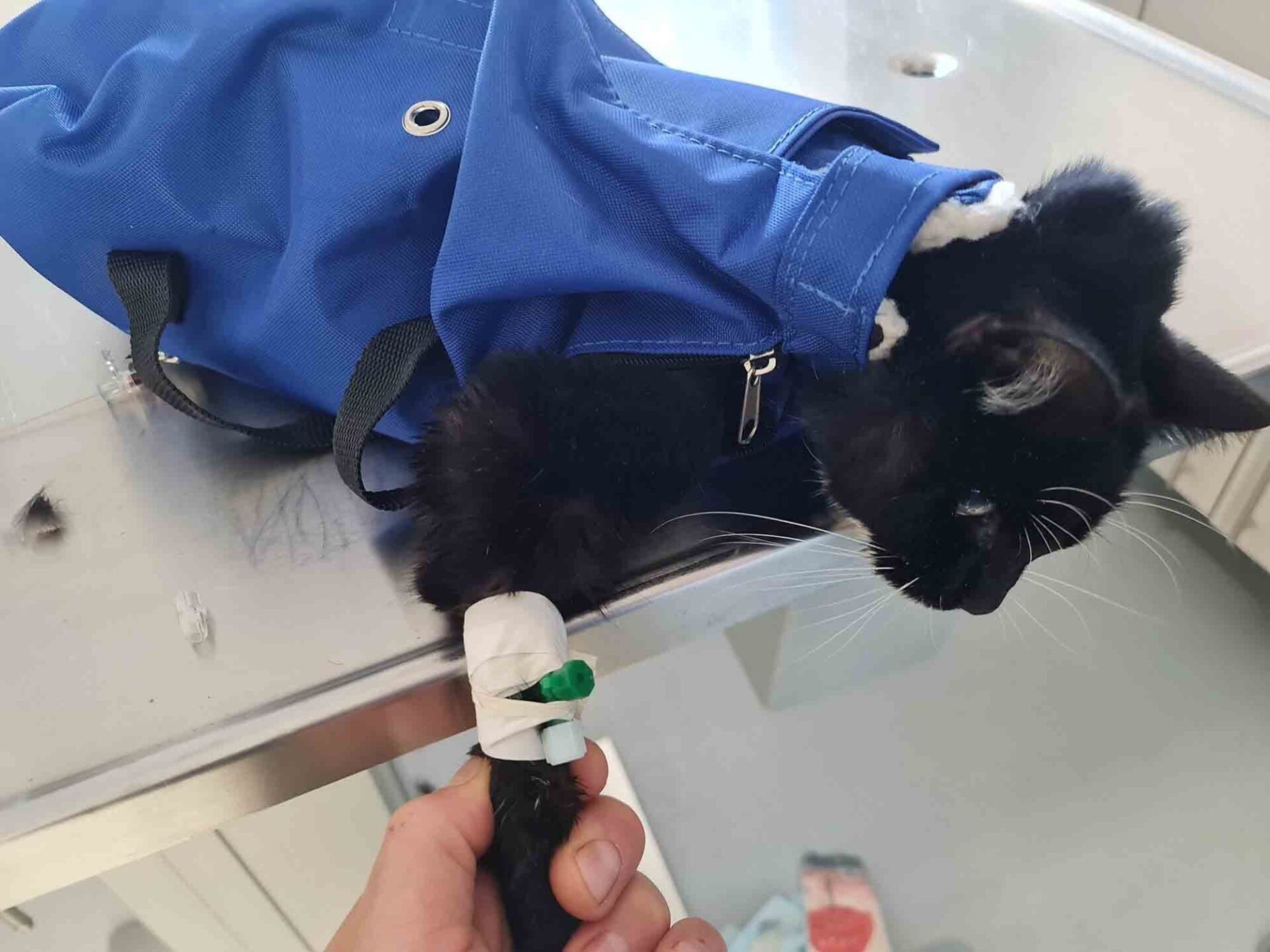 Eine schwarze Katze liegt mit einer blauen Tasche um den Hals auf einem Tisch.