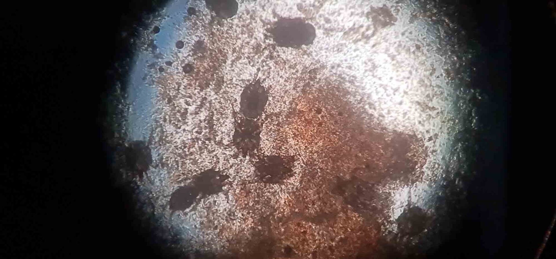 Eine Nahaufnahme einer schmutzigen Oberfläche unter einem Mikroskop.