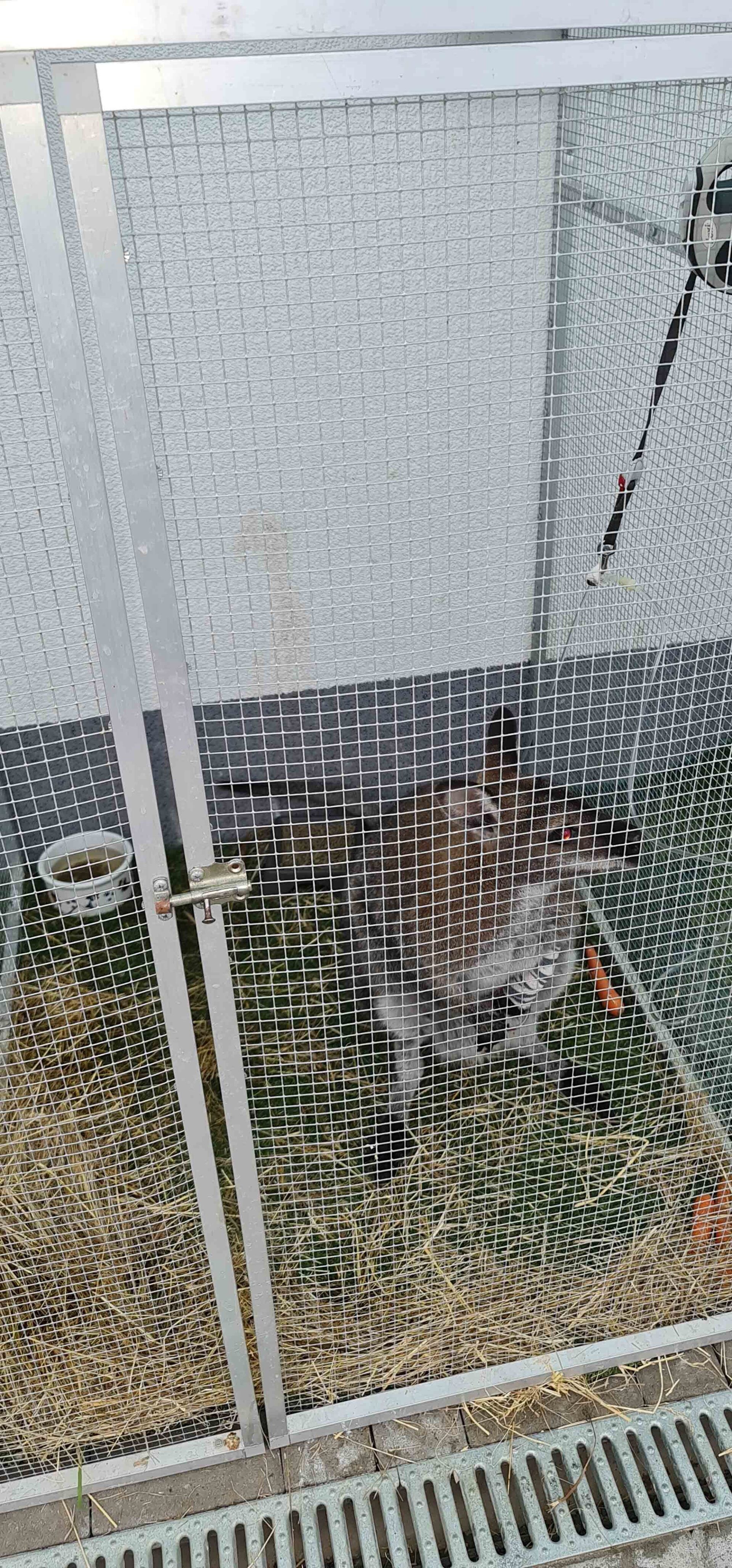 Eine Nahaufnahme eines Vogels in einem Käfig.