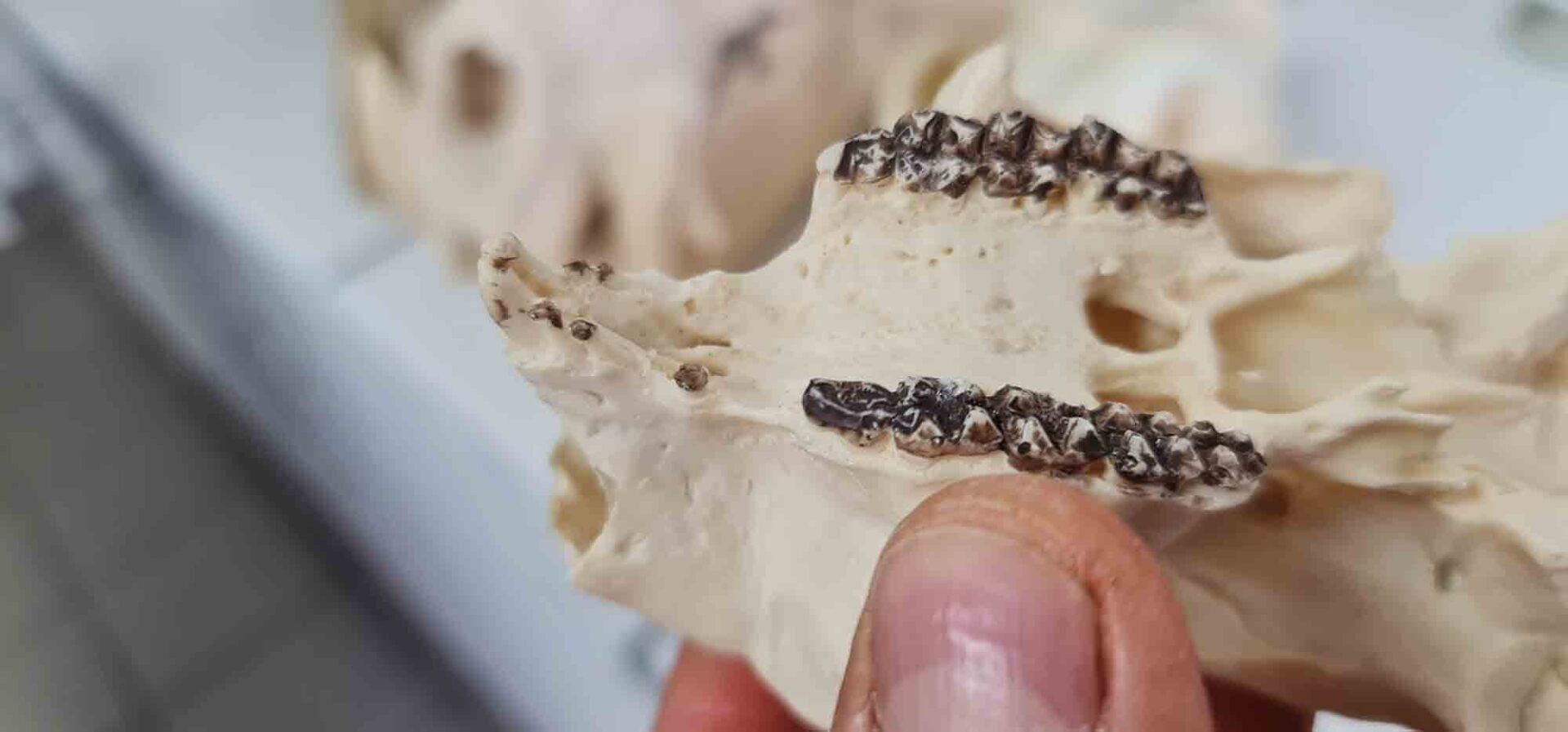 Eine Person hält einen Totenkopf mit Zahnspangen.