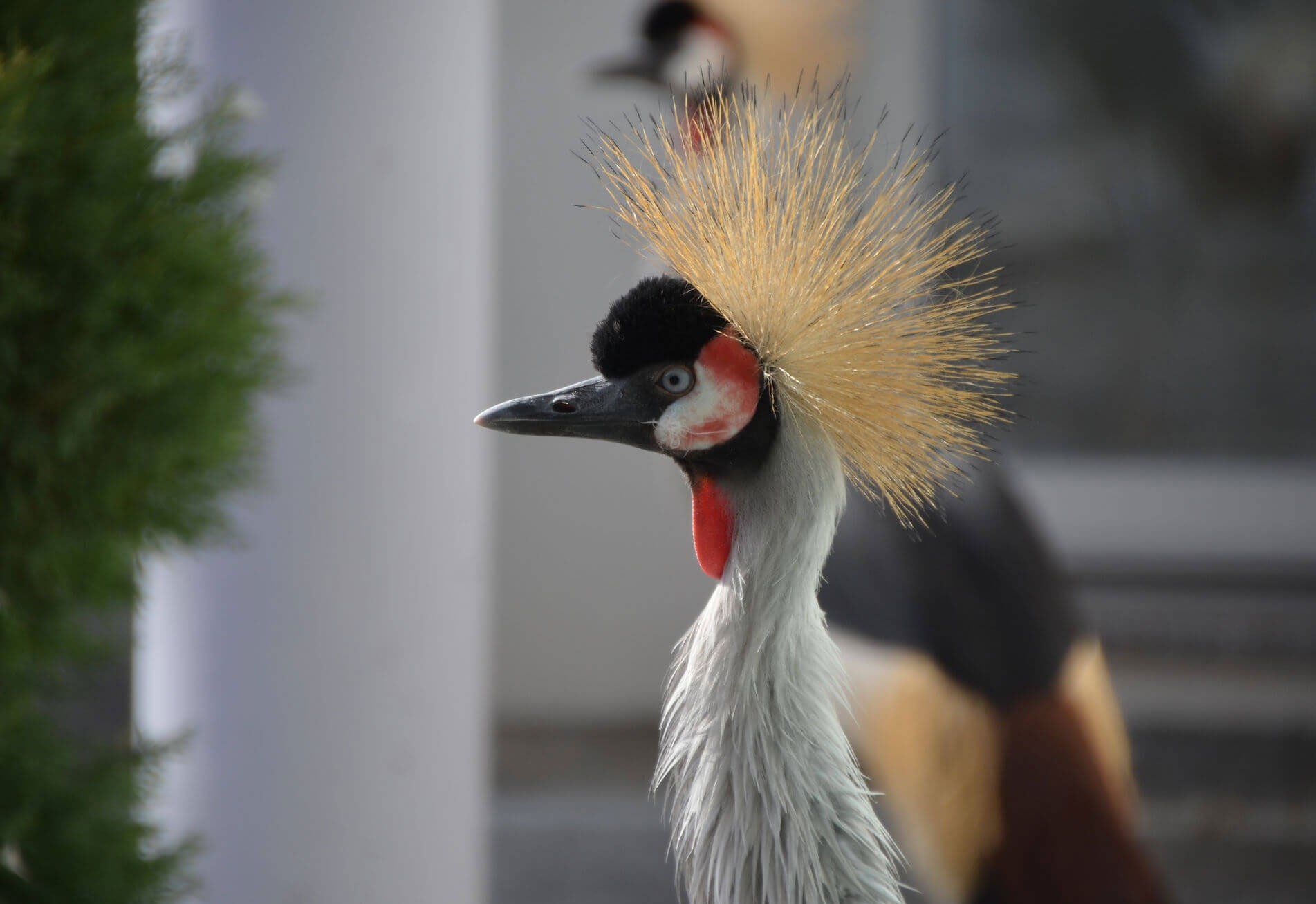 Eine Nahaufnahme eines Vogels mit einer Krone auf dem Kopf.