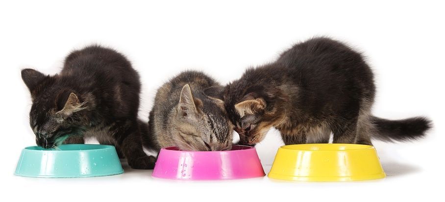 Kätzchen beim Fressen – Grünfeldpraxis