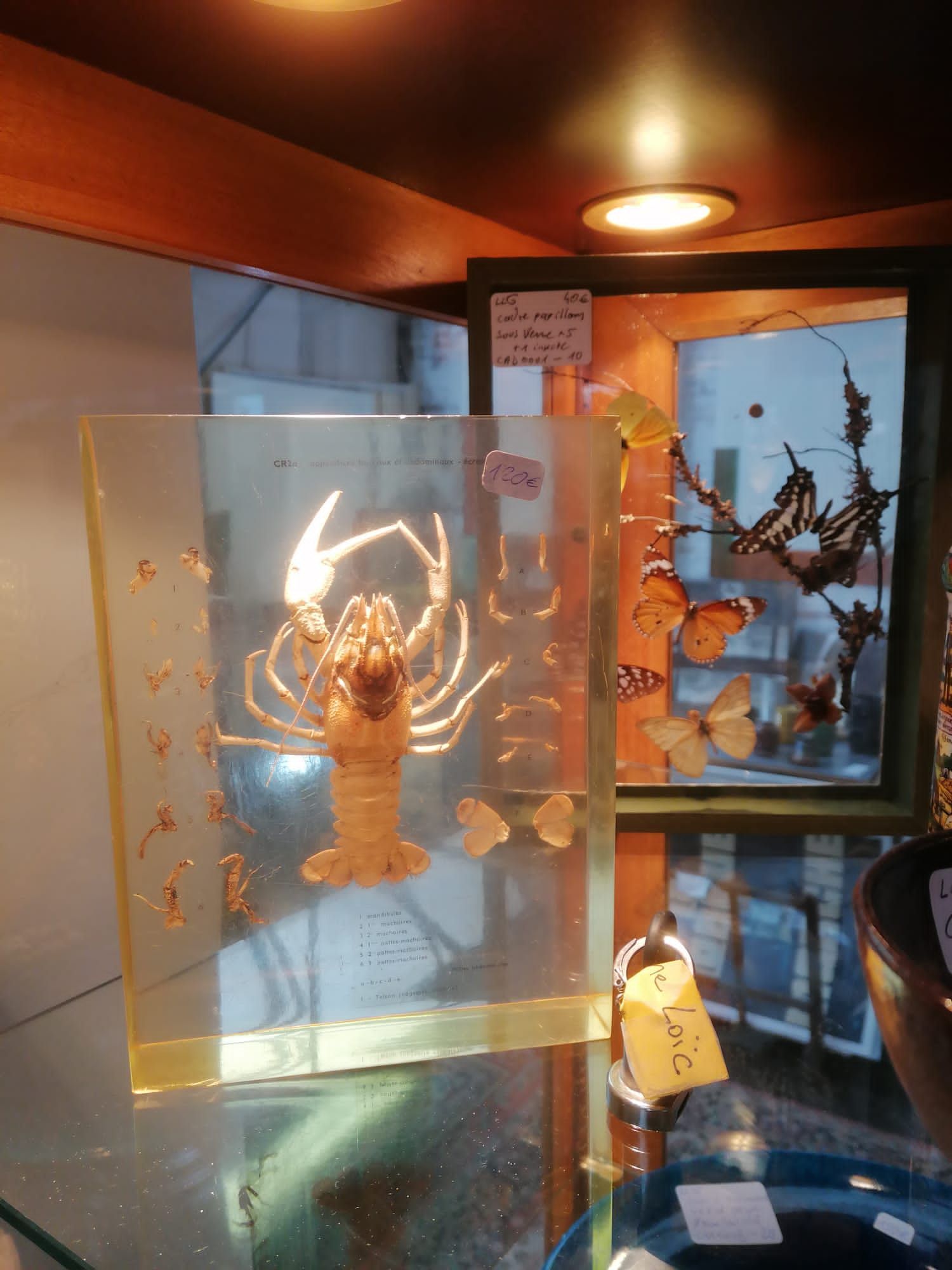 Représentation d'un homard.