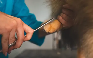 Peluquero canino cortando la pata de un perro con tijeras, en el interior.
