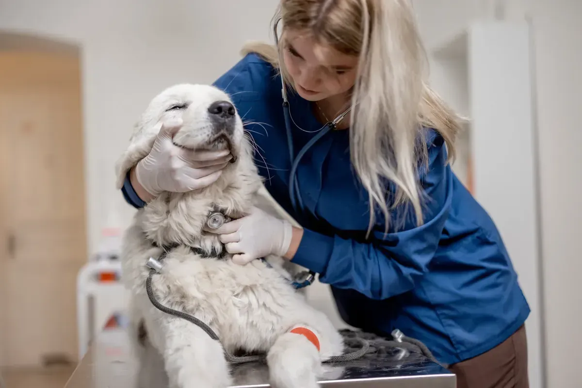 Veterinario examinando un perro blanco grande con un estetoscopio en una clínica.