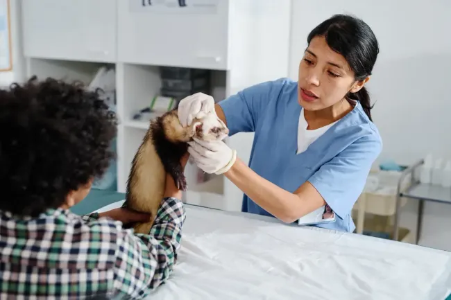 Veterinario examinando un hurón en una camilla. Su dueño ayuda a sujetarlo.