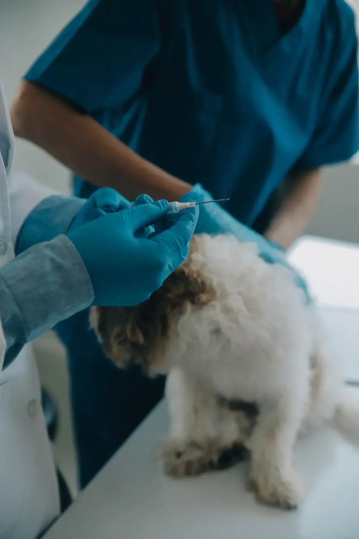 Veterinario inyectando a un perro. Guantes y uniforme azul; el perro está en la mesa de exploración.