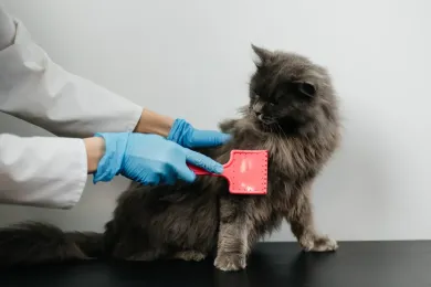 Una persona con guantes azules cepilla a un gato gris y esponjoso.