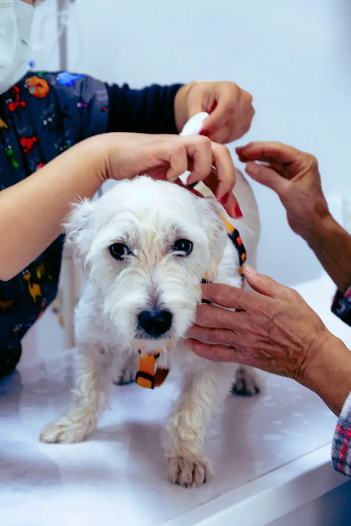 Dos personas examinan a un perro en una clínica veterinaria. Una persona le ajusta el arnés; el perro parece preocupado.