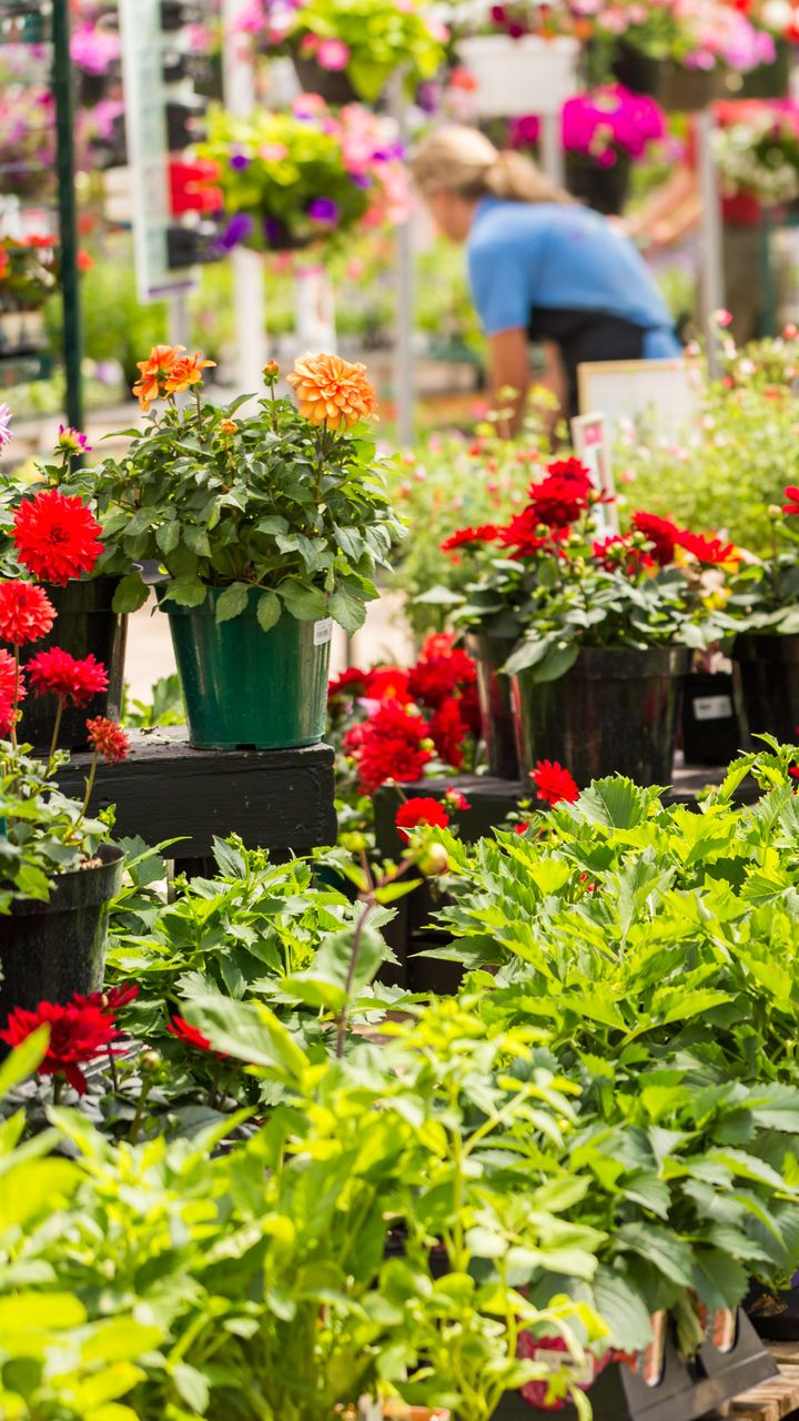 Personne en train de s'occuper des fleurs dans une pépinière