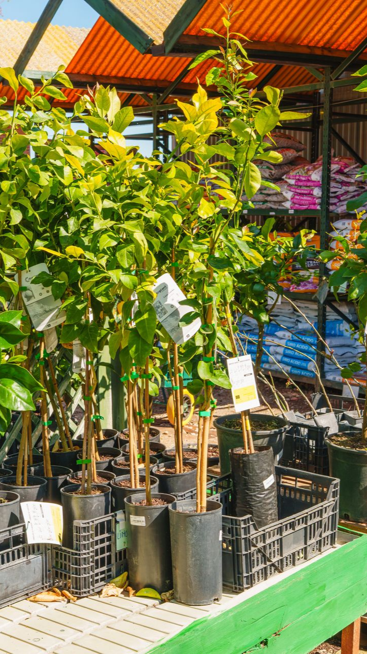 Arbres fruitiers