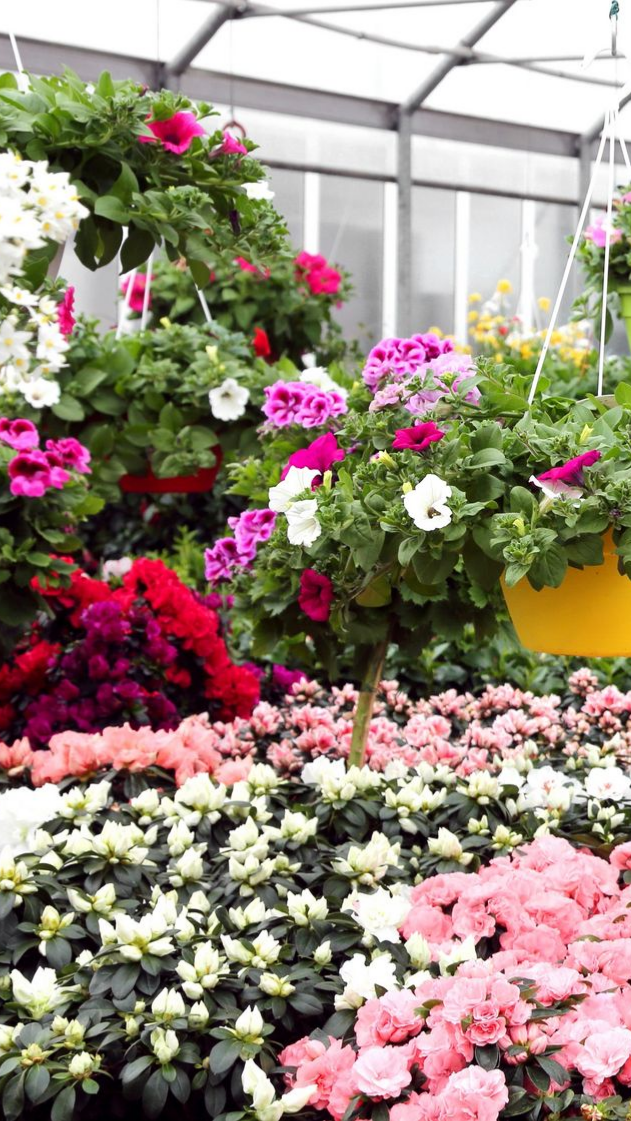 Fleurs dans une serre