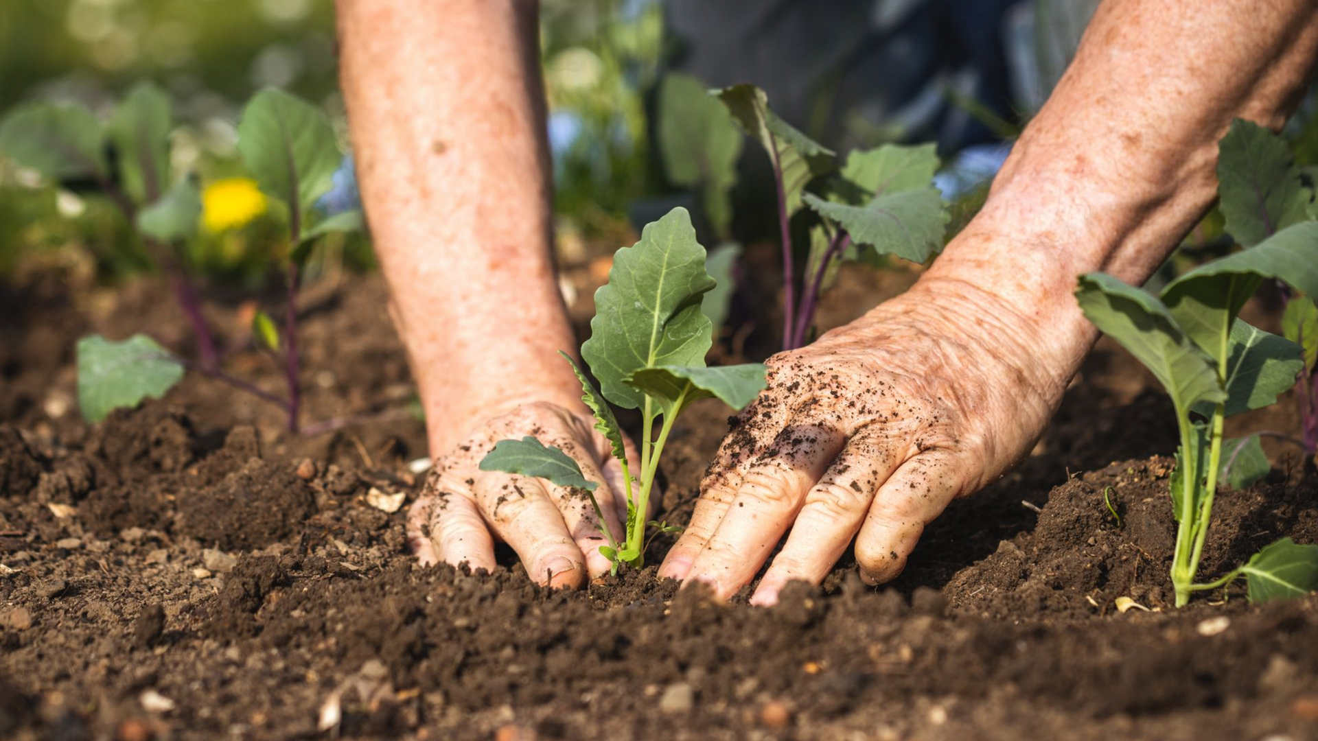 Plantation de légumes