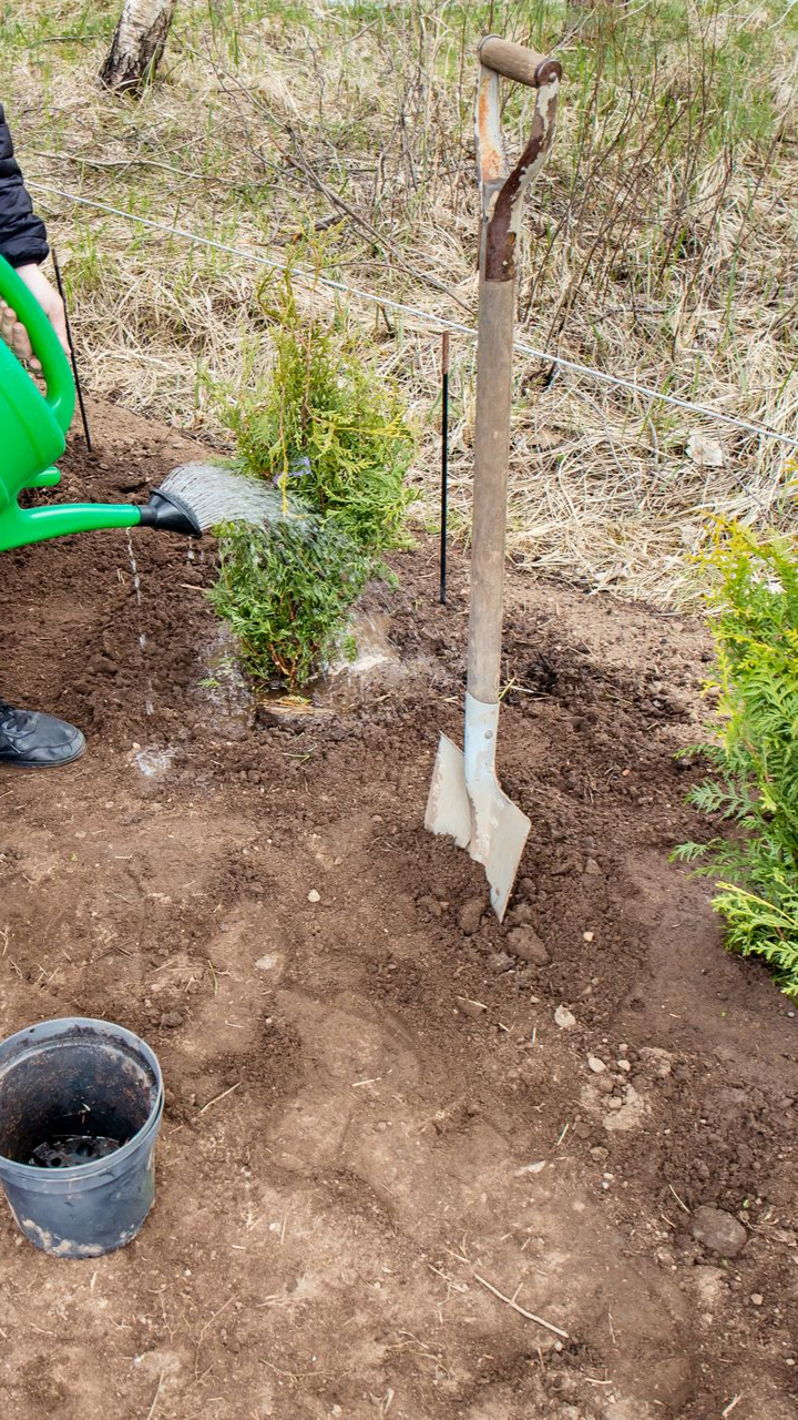 Plantation de haie