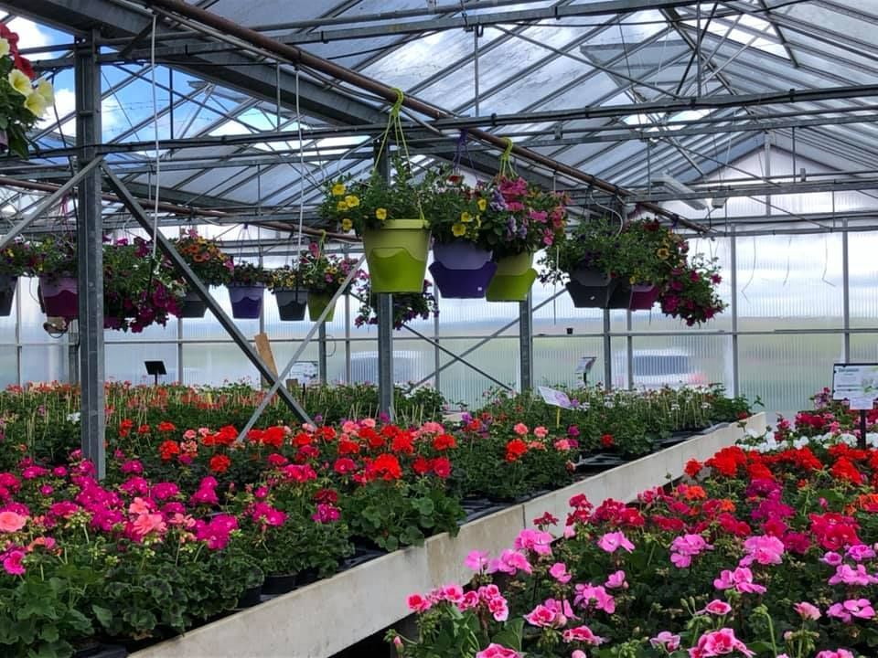 Prise de vue de l'intérieur de la serre de FLORAVOGE
