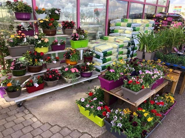 Plantes fleuries en pot