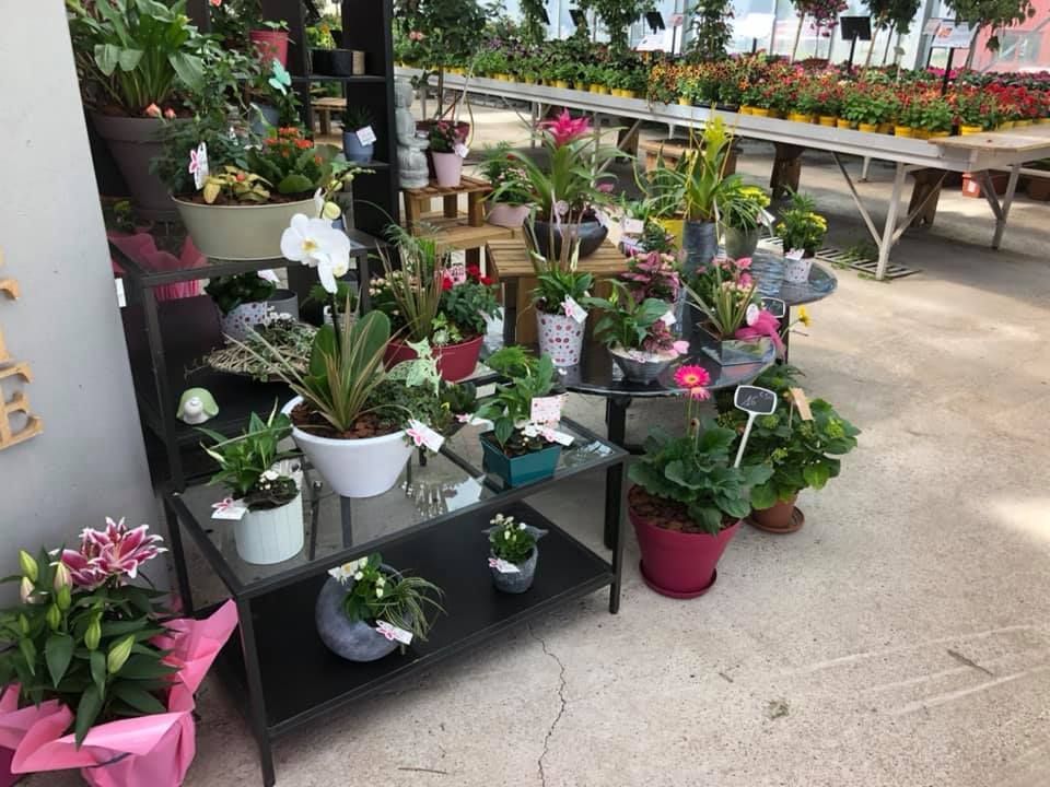 Plantes en pot dans la pépinière FLORAVOGE