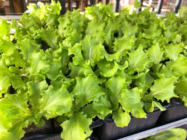 Plants de salade