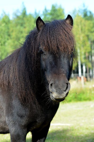 Aika - Talli
