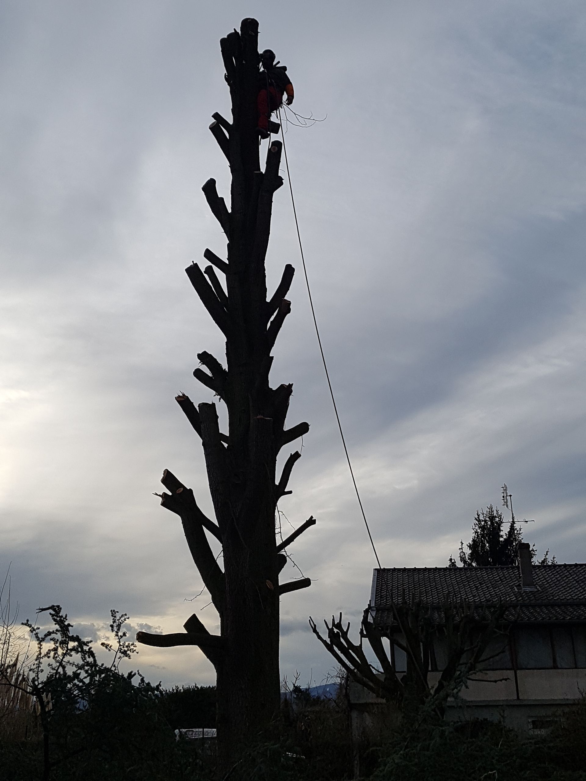 Silhouette d'un grand arbre sans feuilles en cours de taille, avec une personne travaillant à sa cime sur fond de ciel nuageux.