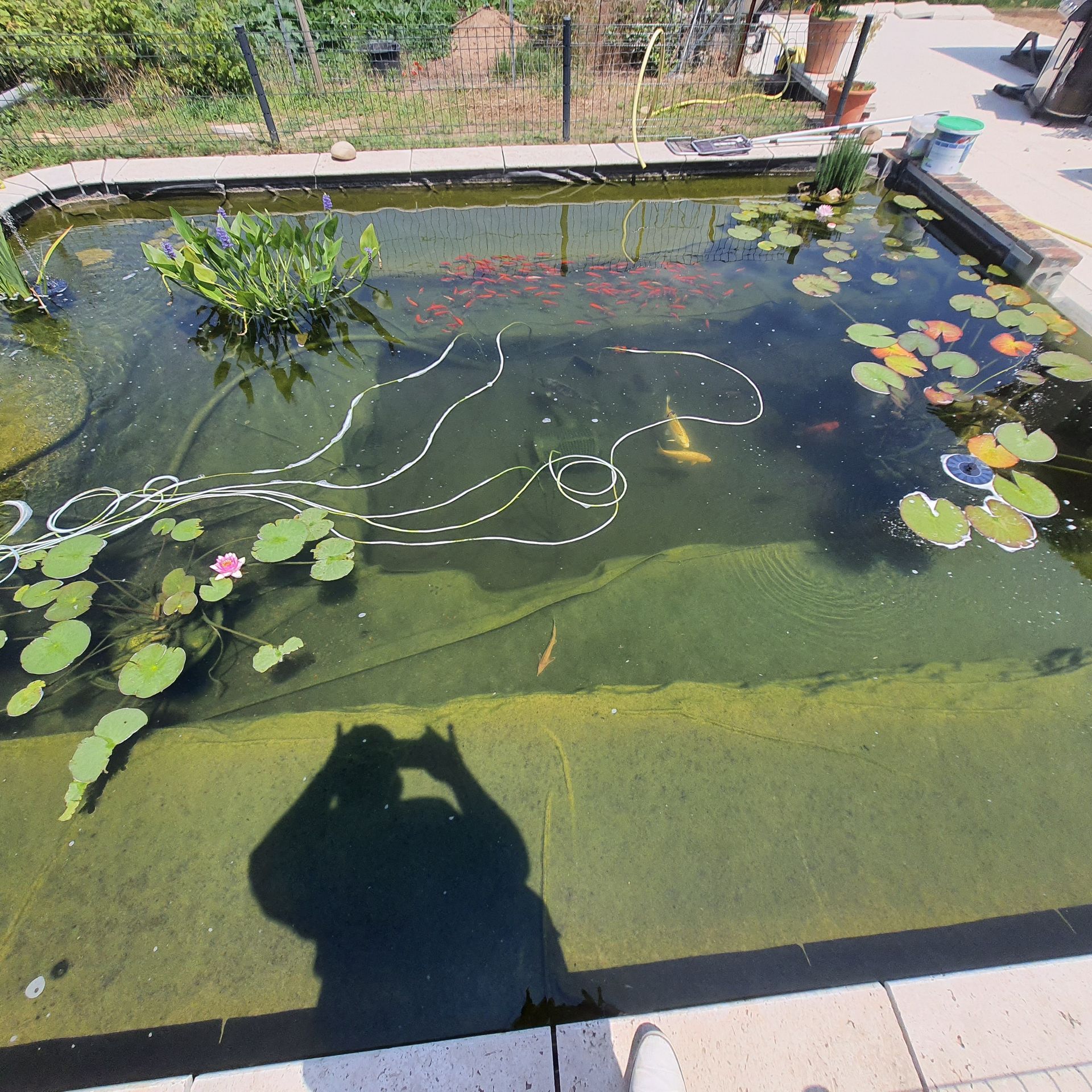 Un étang avec des nénuphars et des poissons, vu du ciel, avec l'ombre d'une personne au premier plan.