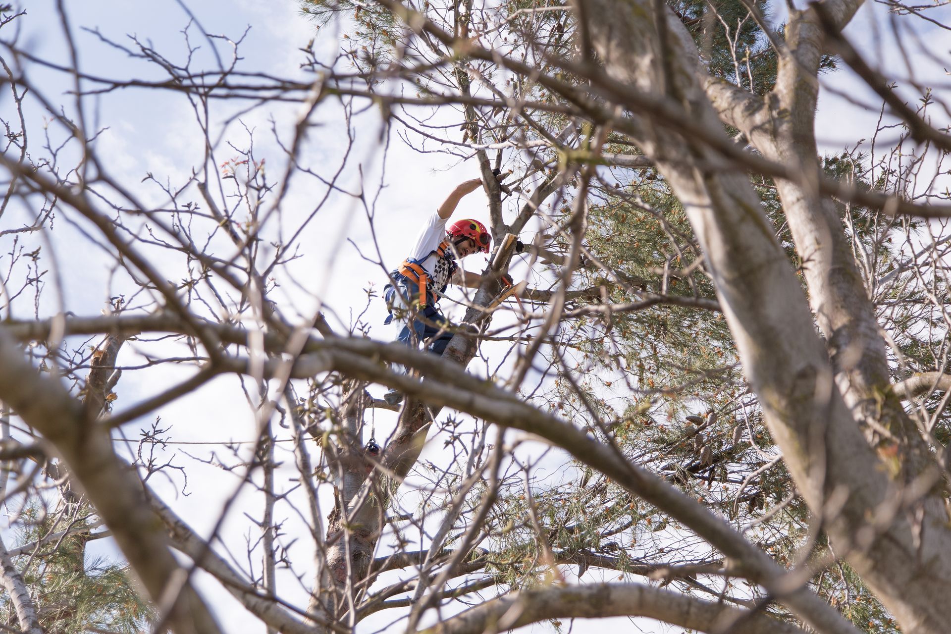 Arboriste dans un arbre, portant un casque et un harnais, taillant des branches sous un ciel partiellement nuageux.