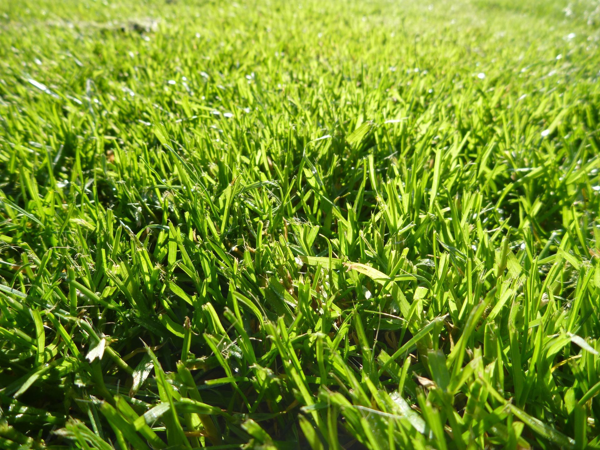Gros plan sur des brins d'herbe d'un vert éclatant sous le soleil.