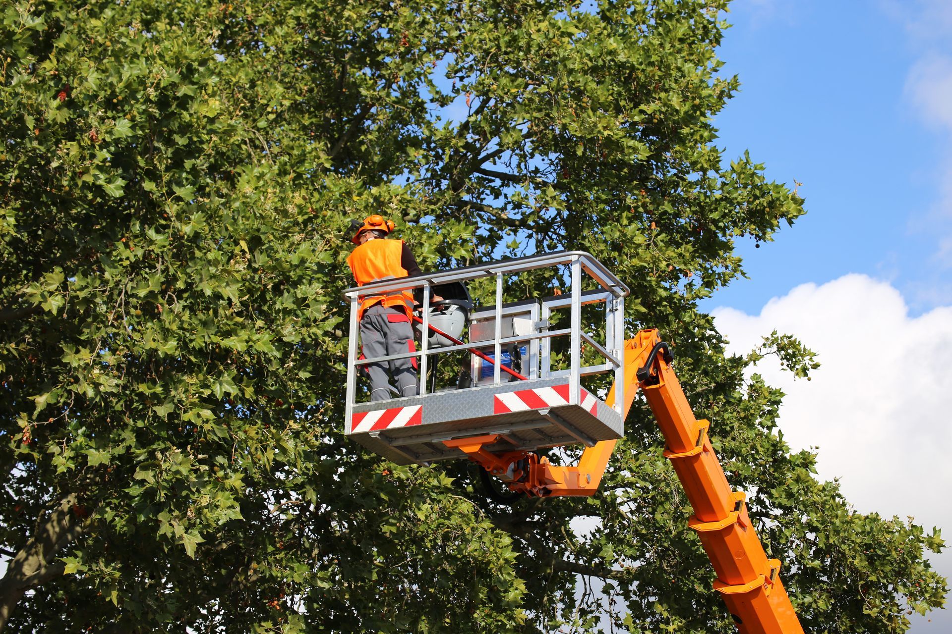 Un arboriste dans une nacelle élague les branches d'un grand arbre ; nacelle orange, ciel bleu.