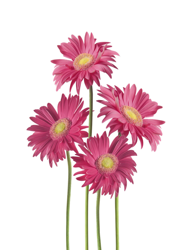 Trois fleurs roses