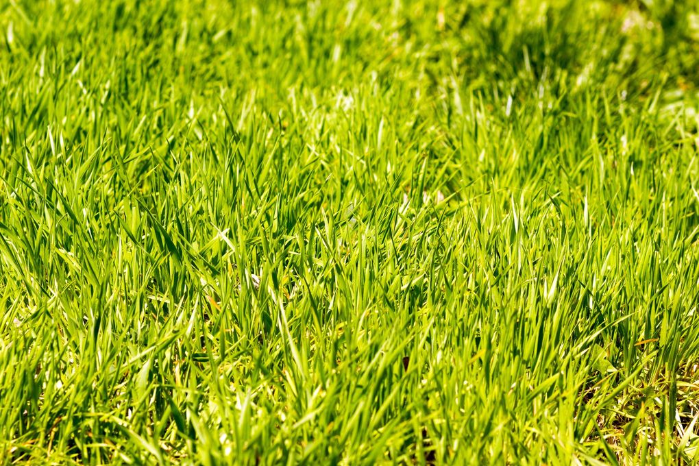 Herbe verte et luxuriante, vue rapprochée.
