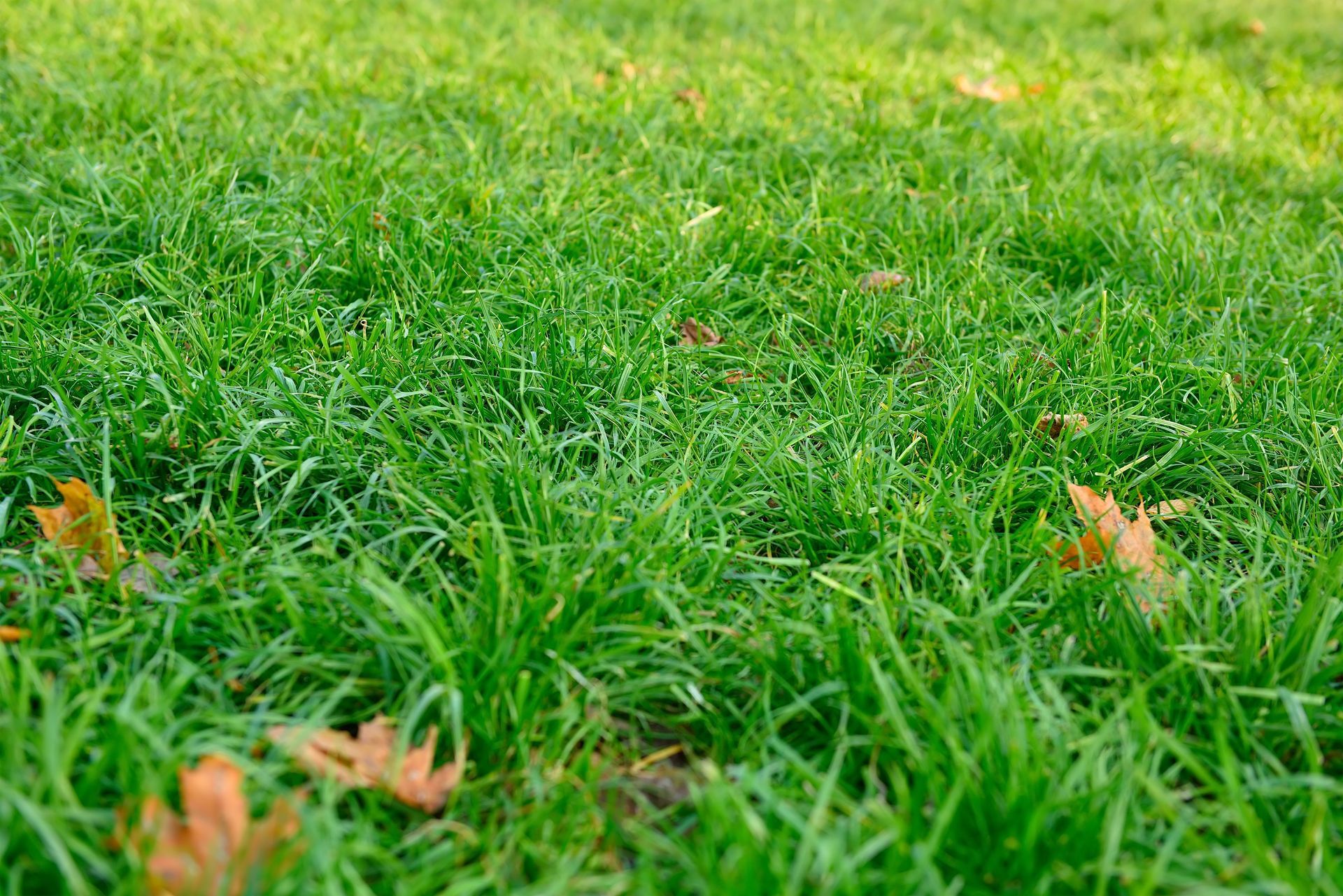 Gros plan sur une herbe d'un vert éclatant avec quelques feuilles brunes tombées au sol.