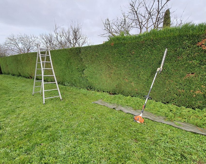 Échelle et taille-haie à côté d'une haute haie taillée dans une cour avec de l'herbe.