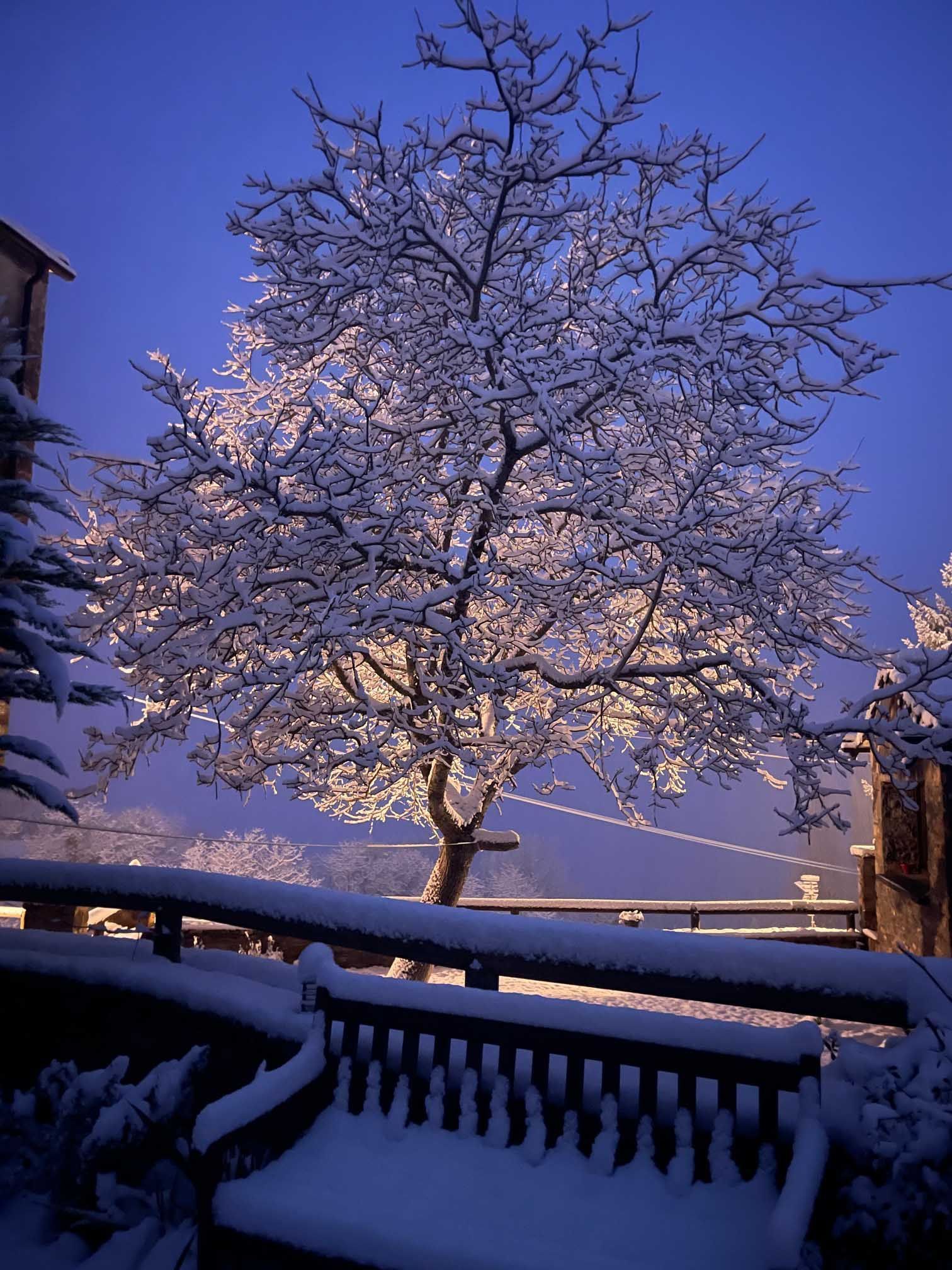 Un banco cubierto de nieve frente a un árbol cubierto de nieve