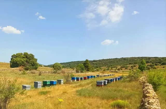 Filas de colmenas coloridas en un campo soleado, con colinas al fondo bajo un cielo azul.