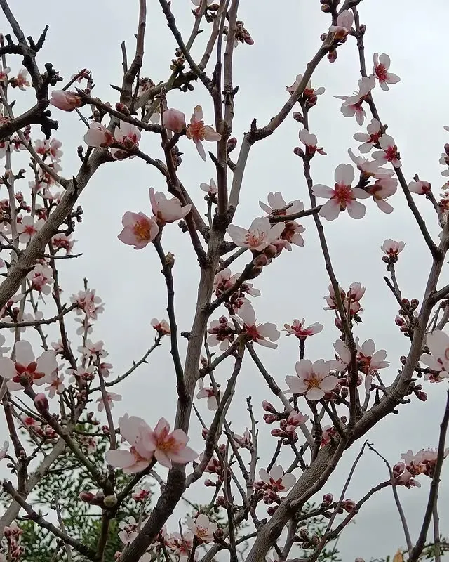 Ramas de un almendro en flor con flores de color rosa pálido contra un cielo nublado.