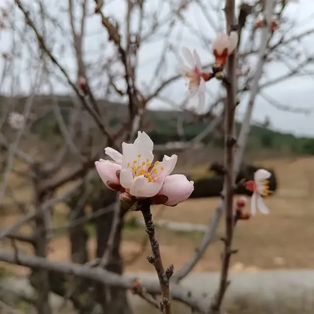 Flores de almendro rosadas en ramas desnudas en un campo.