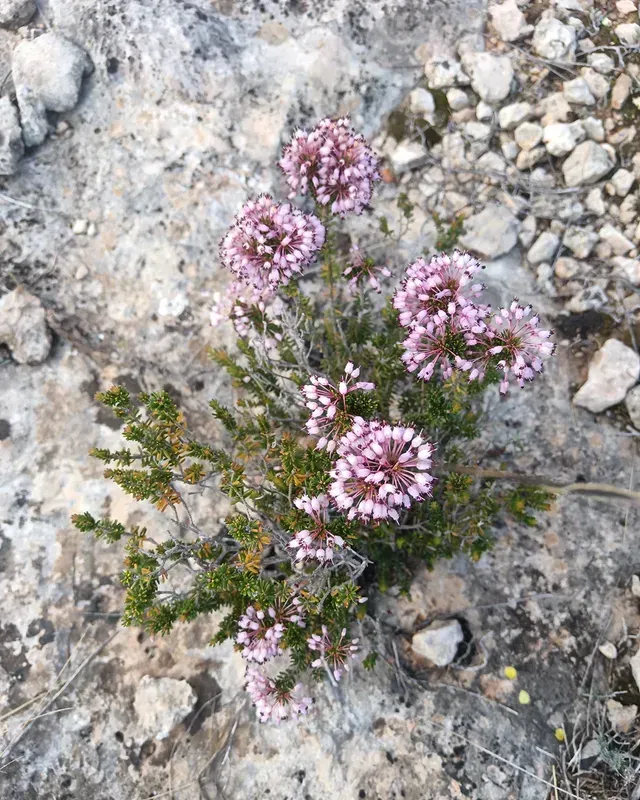 Planta de flores rosas con follaje verde que crece sobre una roca gris claro.