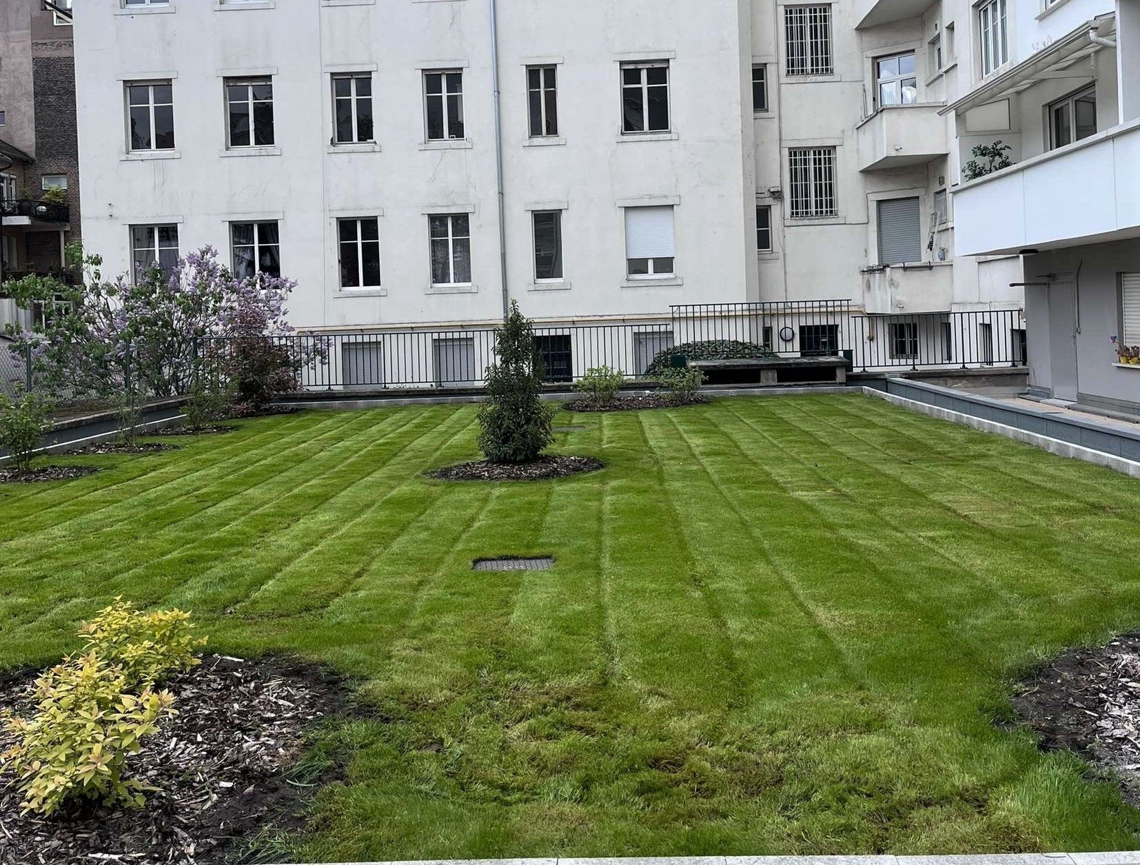 Pelouse devant un bâtiment blanc avec plusieurs fenêtres. Au premier plan, de l'herbe verte, un petit arbre et du paillis brun.