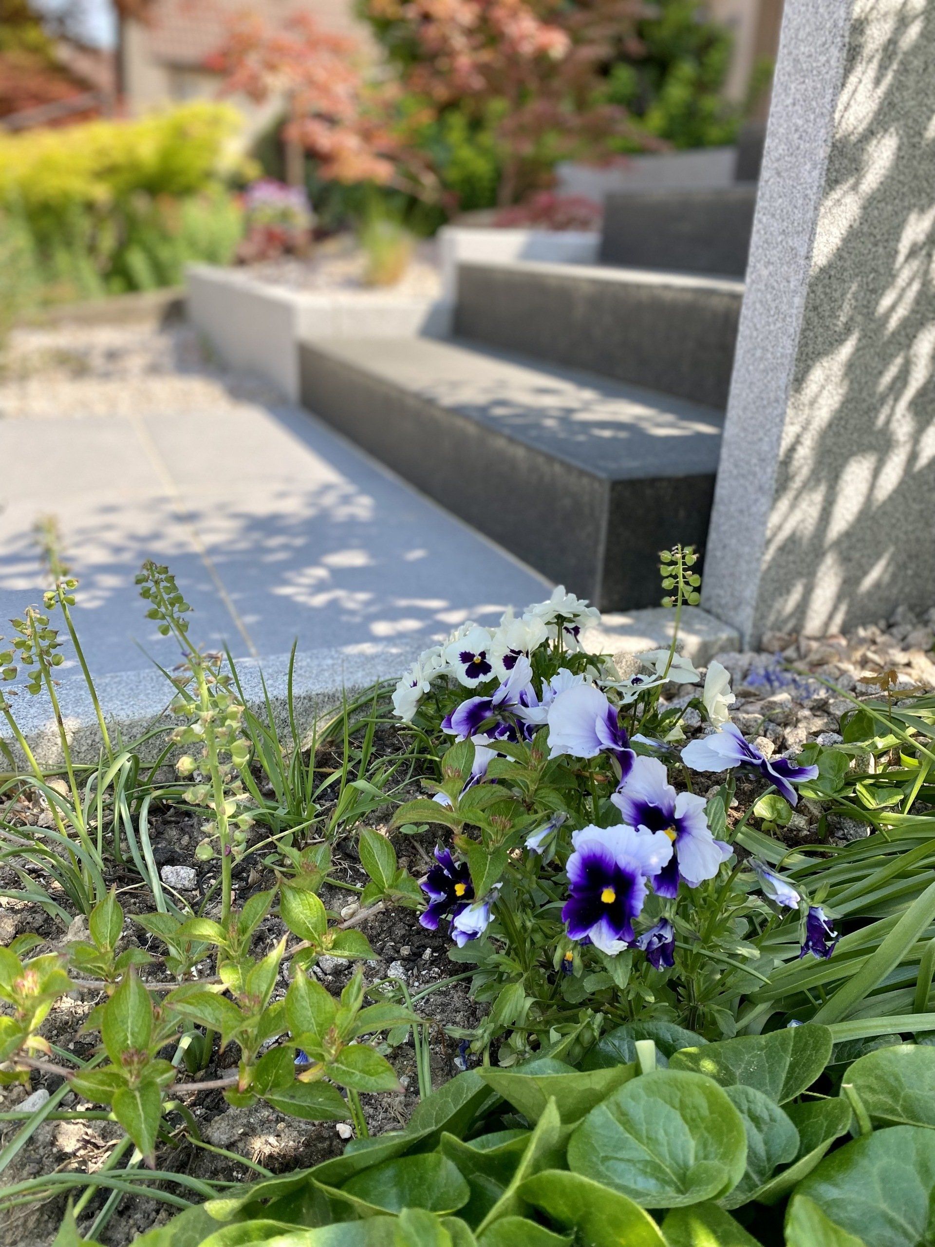 Fleurs en fleurs à côté d'escaliers extérieurs, avec un arrière-plan flou d'une maison et d'un jardin.
