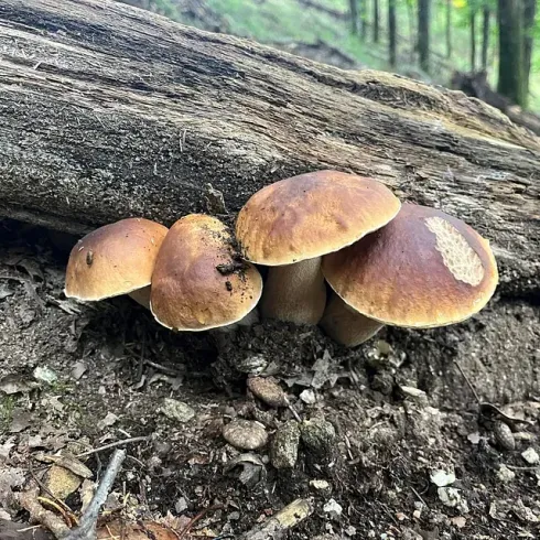 Un grupo de hongos que crecen en un tronco en el bosque.