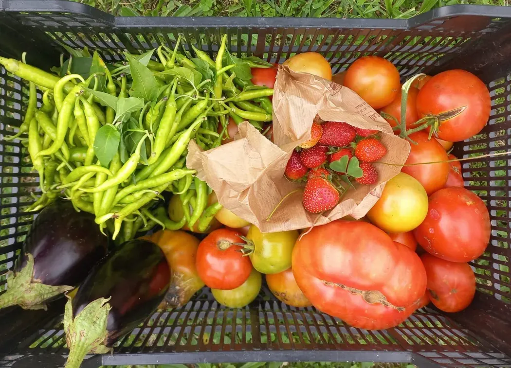 Una cesta llena de tomates, fresas y pimientos verdes