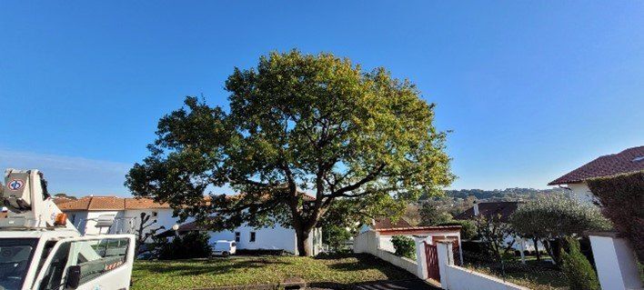 Réhaussage de branches basses