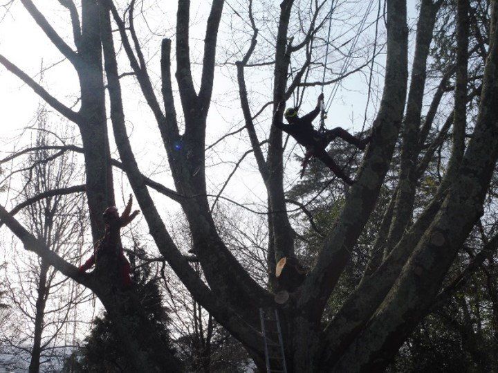 Installation de haubans