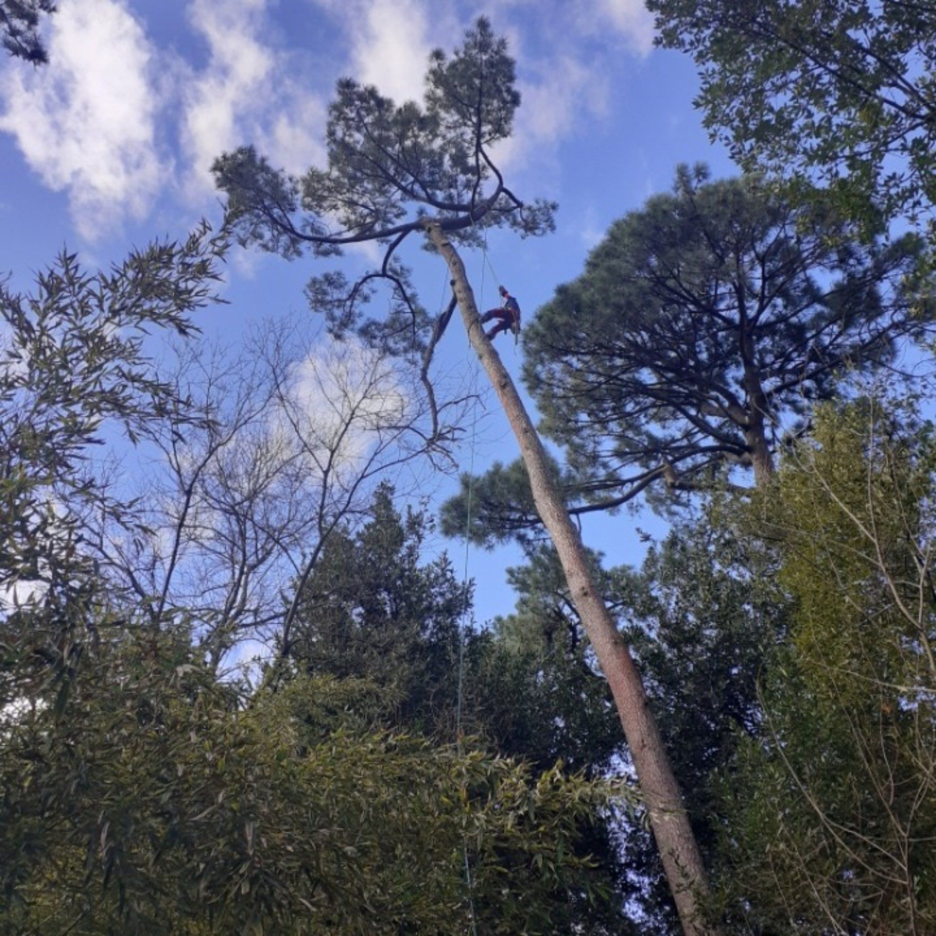 Nettoyage de bois morts